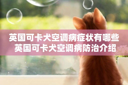 英國可卡犬空調病癥狀有哪些 英國可卡犬空調病防治介紹
