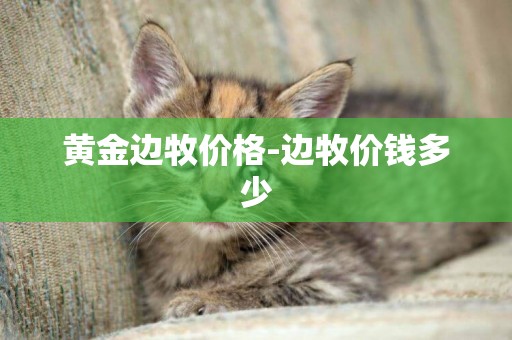 黃金邊牧價格-邊牧價錢多少