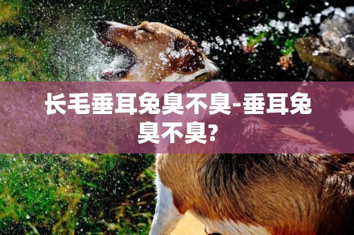 長毛垂耳兔臭不臭-垂耳兔臭不臭?
