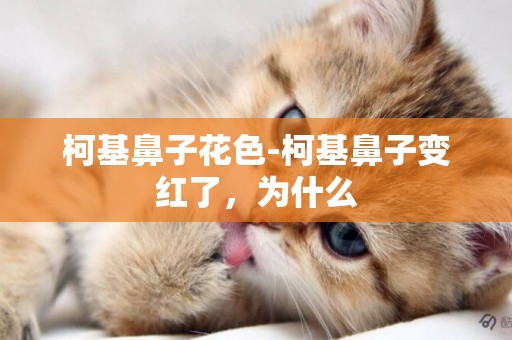 柯基鼻子花色-柯基鼻子變紅了，為什么