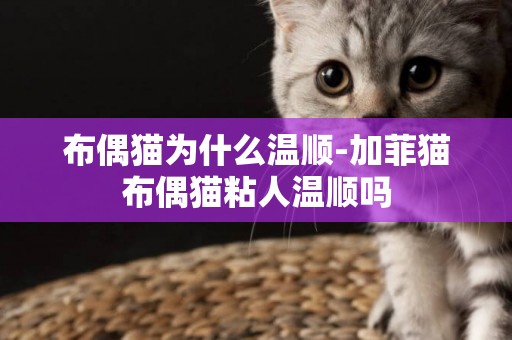 布偶貓為什么溫順-加菲貓布偶貓粘人溫順嗎