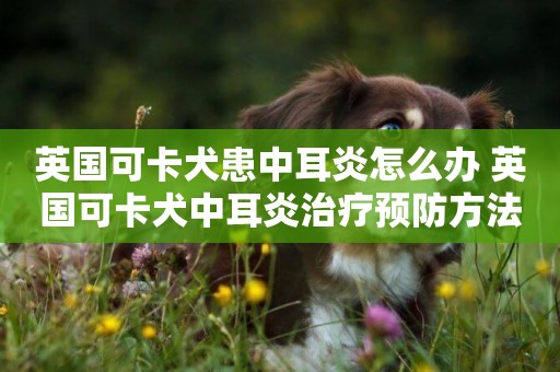 英國可卡犬患中耳炎怎么辦 英國可卡犬中耳炎治療預防方法