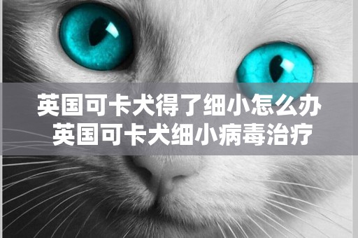 英國可卡犬得了細小怎么辦 英國可卡犬細小病毒治療方法