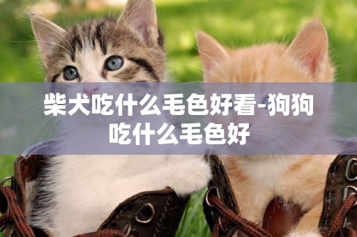 柴犬吃什么毛色好看-狗狗吃什么毛色好