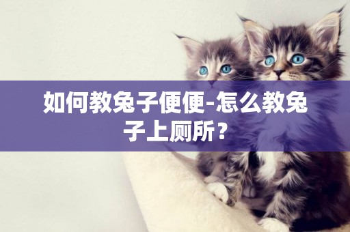 如何教兔子便便-怎么教兔子上廁所？