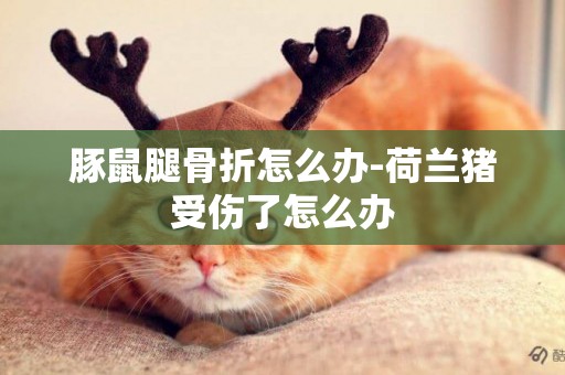 豚鼠腿骨折怎么辦-荷蘭豬受傷了怎么辦