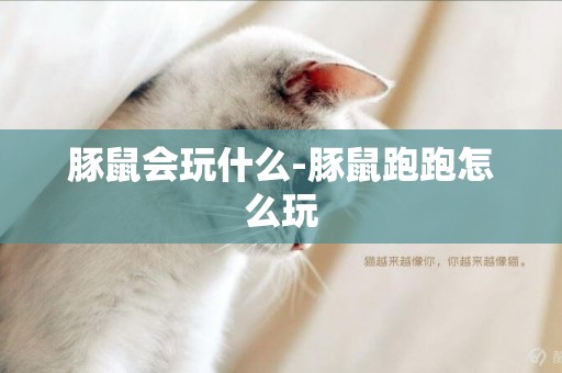 豚鼠會玩什么-豚鼠跑跑怎么玩