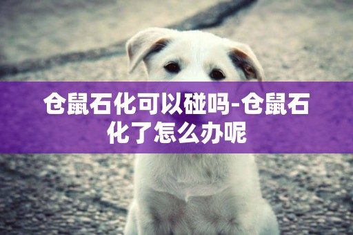 倉鼠石化可以碰嗎-倉鼠石化了怎么辦呢