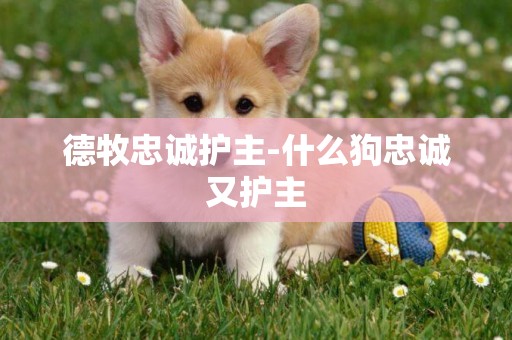德牧忠誠護主-什么狗忠誠又護主