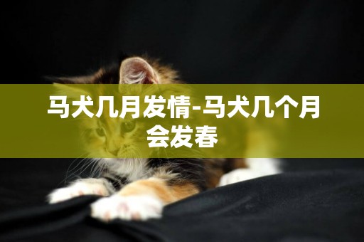 馬犬幾月發情-馬犬幾個月會發春