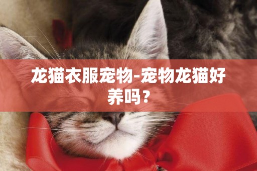龍貓衣服寵物-寵物龍貓好養嗎？