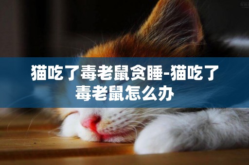 貓吃了毒老鼠貪睡-貓吃了毒老鼠怎么辦