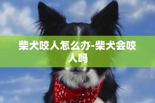 柴犬咬人怎么辦-柴犬會咬人嗎