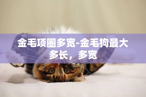 金毛項圈多寬-金毛狗最大多長，多寬