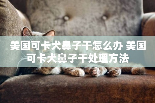 美國可卡犬鼻子干怎么辦 美國可卡犬鼻子干處理方法