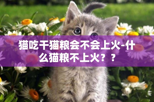 貓吃干貓糧會不會上火-什么貓糧不上火？？