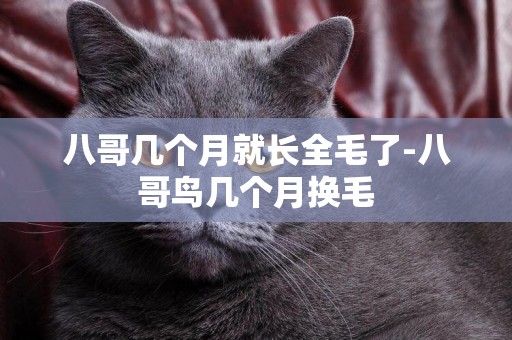 八哥幾個月就長全毛了-八哥鳥幾個月換毛
