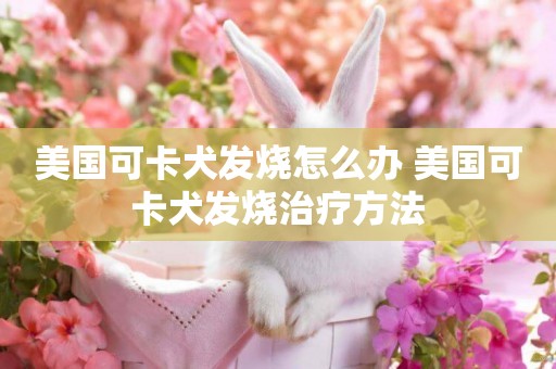 美國可卡犬發燒怎么辦 美國可卡犬發燒治療方法