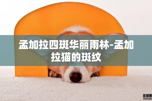 孟加拉四斑華麗雨林-孟加拉貓的斑紋