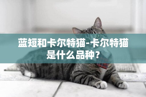 藍短和卡爾特貓-卡爾特貓是什么品種？