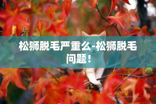 松獅脫毛嚴重么-松獅脫毛問題！