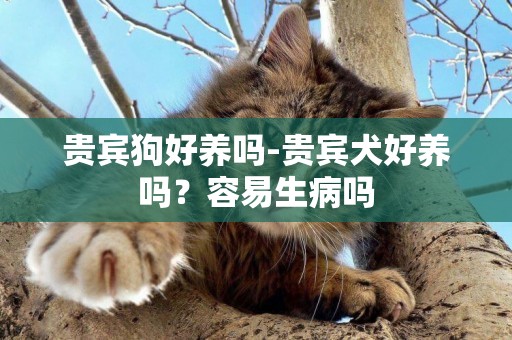 貴賓狗好養嗎-貴賓犬好養嗎？容易生病嗎