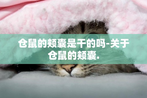 倉鼠的頰囊是干的嗎-關于倉鼠的頰囊.