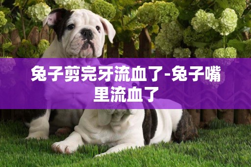 兔子剪完牙流血了-兔子嘴里流血了