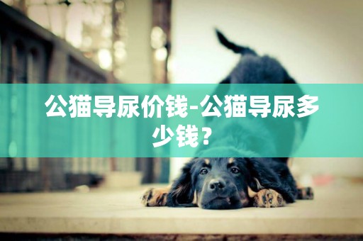 公貓導尿價錢-公貓導尿多少錢？