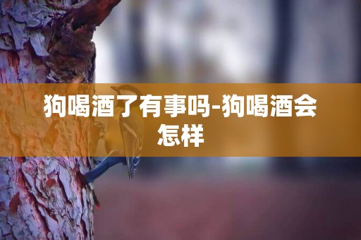 狗喝酒了有事嗎-狗喝酒會怎樣