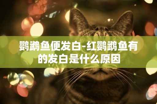 鸚鵡魚便發白-紅鸚鵡魚有的發白是什么原因