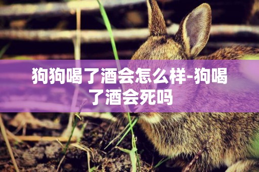 狗狗喝了酒會怎么樣-狗喝了酒會死嗎