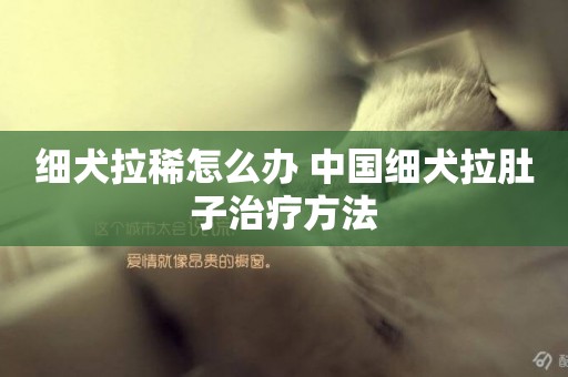 細犬拉稀怎么辦 中國細犬拉肚子治療方法