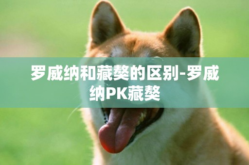 羅威納和藏獒的區別-羅威納PK藏獒