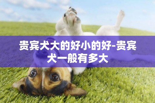 貴賓犬大的好小的好-貴賓犬一般有多大