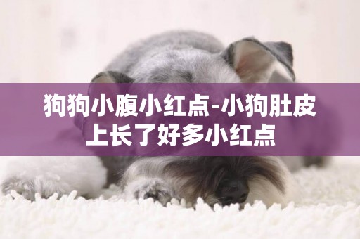 狗狗小腹小紅點-小狗肚皮上長了好多小紅點