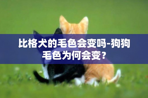 比格犬的毛色會變嗎-狗狗毛色為何會變？