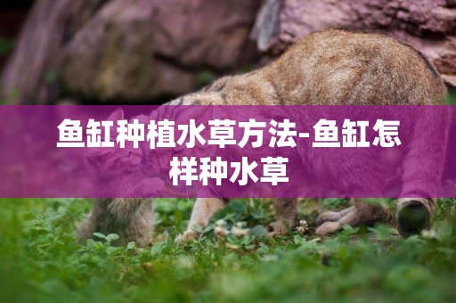 魚缸種植水草方法-魚缸怎樣種水草