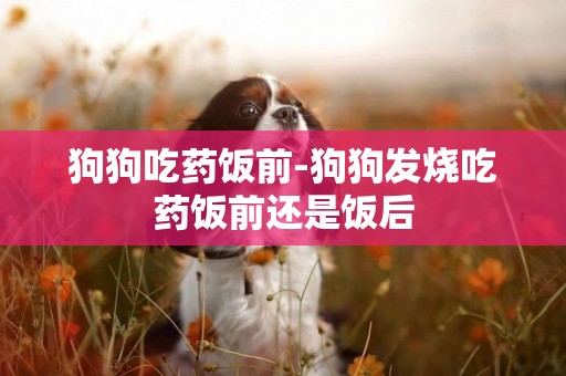 狗狗吃藥飯前-狗狗發燒吃藥飯前還是飯后