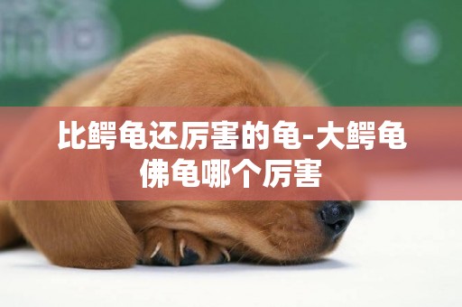 比鱷龜還厲害的龜-大鱷龜佛龜哪個厲害