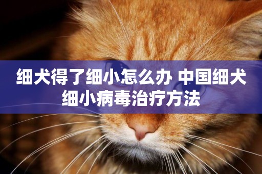 細犬得了細小怎么辦 中國細犬細小病毒治療方法