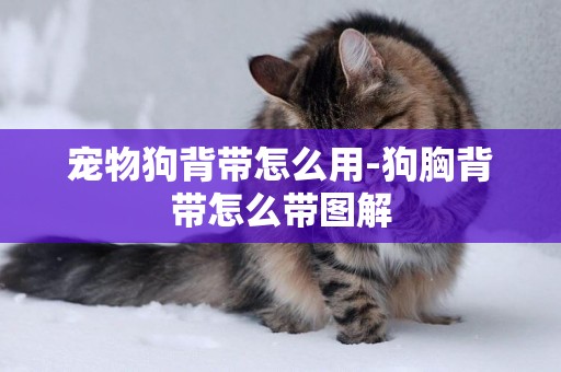 寵物狗背帶怎么用-狗胸背帶怎么帶圖解
