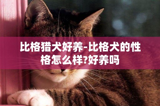比格獵犬好養-比格犬的性格怎么樣?好養嗎