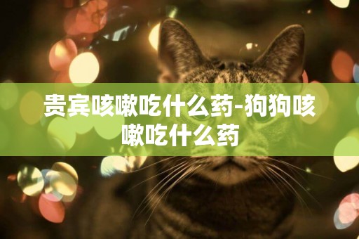 貴賓咳嗽吃什么藥-狗狗咳嗽吃什么藥