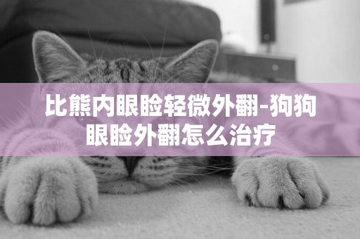 比熊內眼瞼輕微外翻-狗狗眼瞼外翻怎么治療