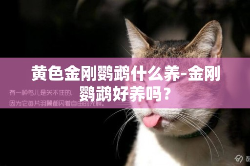 黃色金剛鸚鵡什么養-金剛鸚鵡好養嗎？