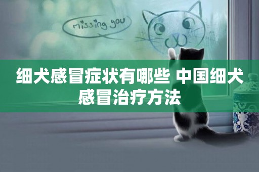 細犬感冒癥狀有哪些 中國細犬感冒治療方法