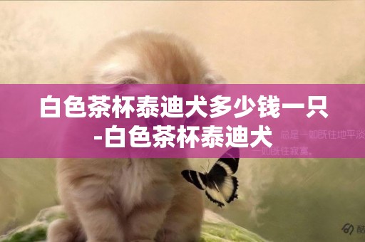 白色茶杯泰迪犬多少錢一只-白色茶杯泰迪犬