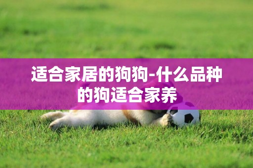 適合家居的狗狗-什么品種的狗適合家養