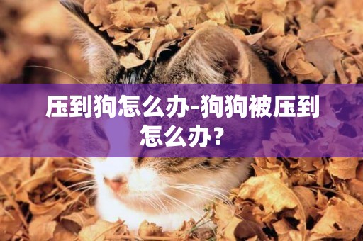 壓到狗怎么辦-狗狗被壓到怎么辦？
